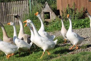 Gänse im Tiergehege