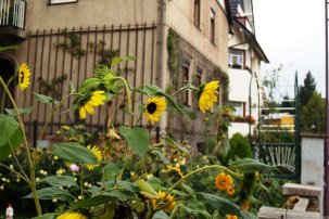 Sonnenblumen