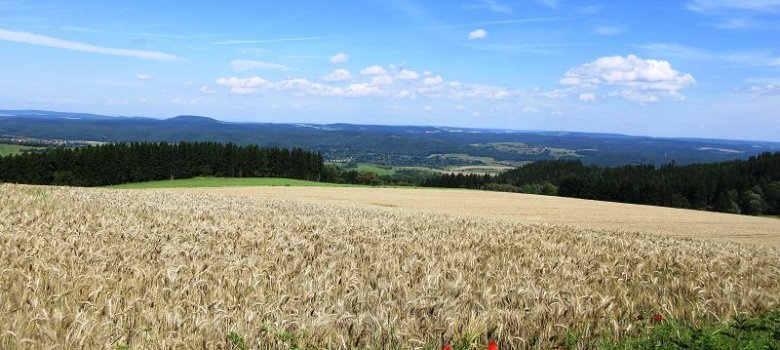 Kornfeld bei Mankenbach