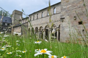 Klosterruine im Frühling